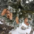Noël sous la neige